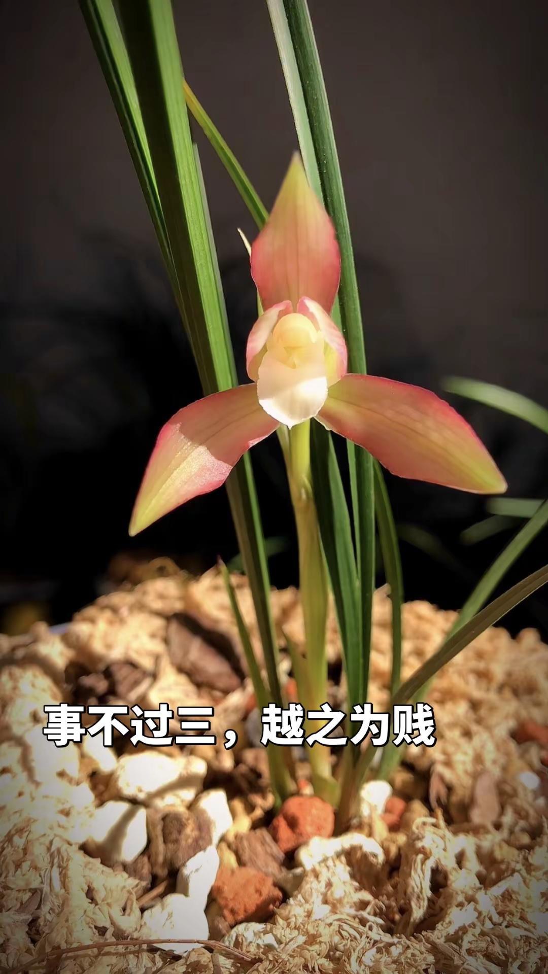 摔倒不可怕，可怕的是一个地方摔数次。狗摇尾巴不一定是喜欢你，也可能是想要你手中吃