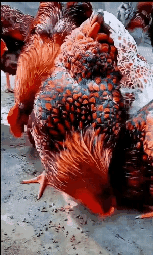 图1：有人知道这是什么品种的鸡，外观很漂亮。
