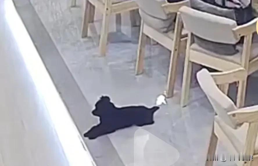 一只狗狗走进美发店，女店老板想要狗肉，男店员便拿来一个蛇皮袋，套住狗狗后往地板上
