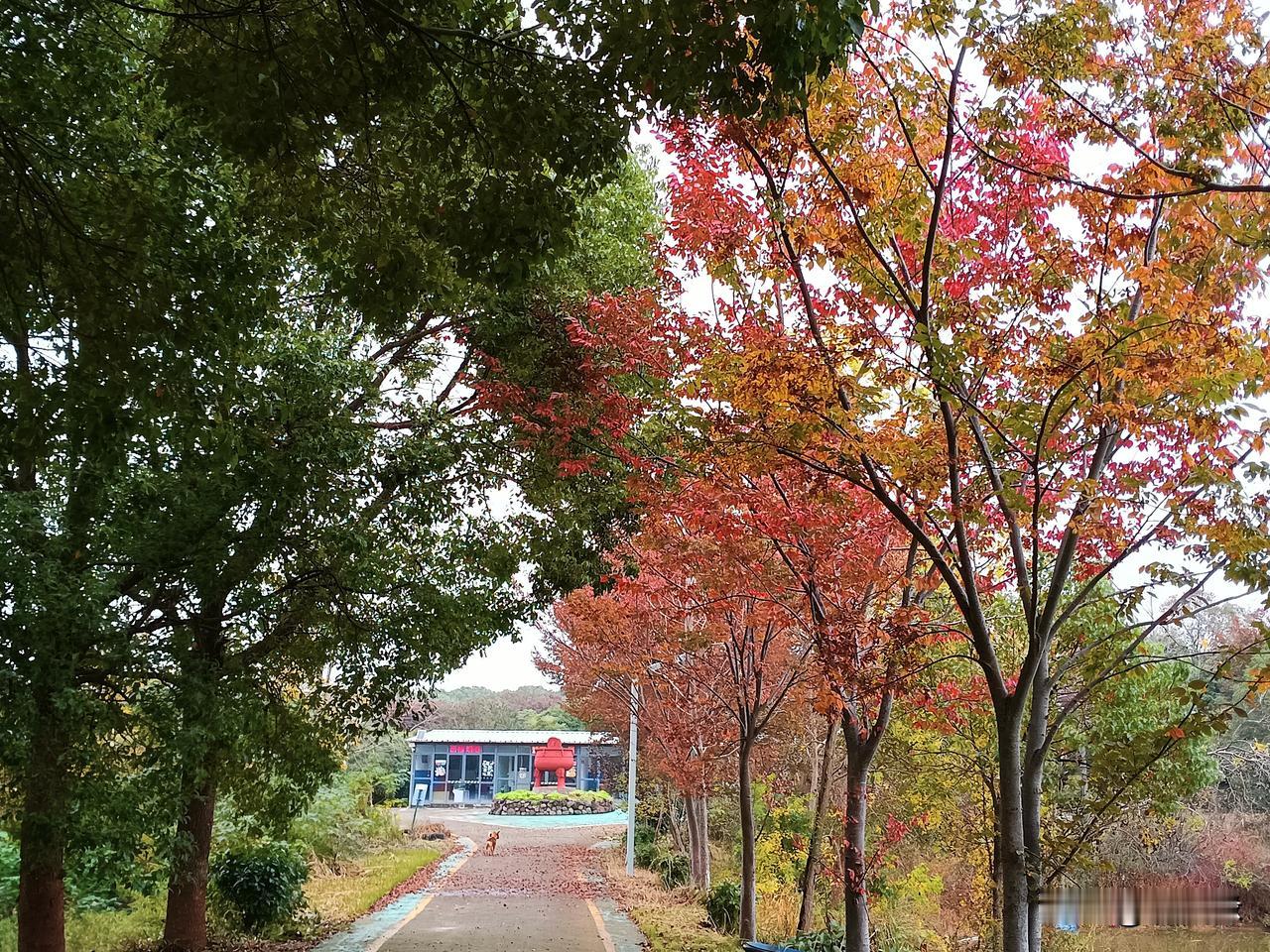 年底了，感慨万千。

冬已至，秋难舍，无奈枫叶急红了青春脸颊。
年已近，事纷呈，