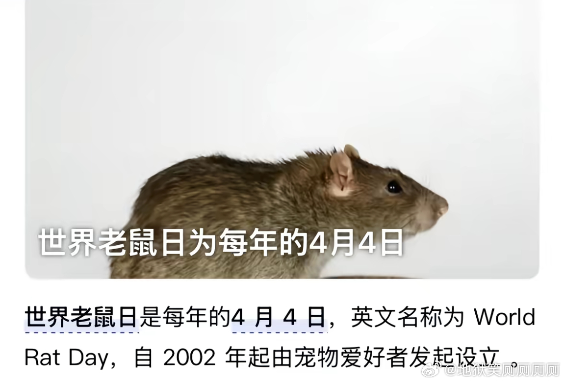 1741老鼠日快乐！ 