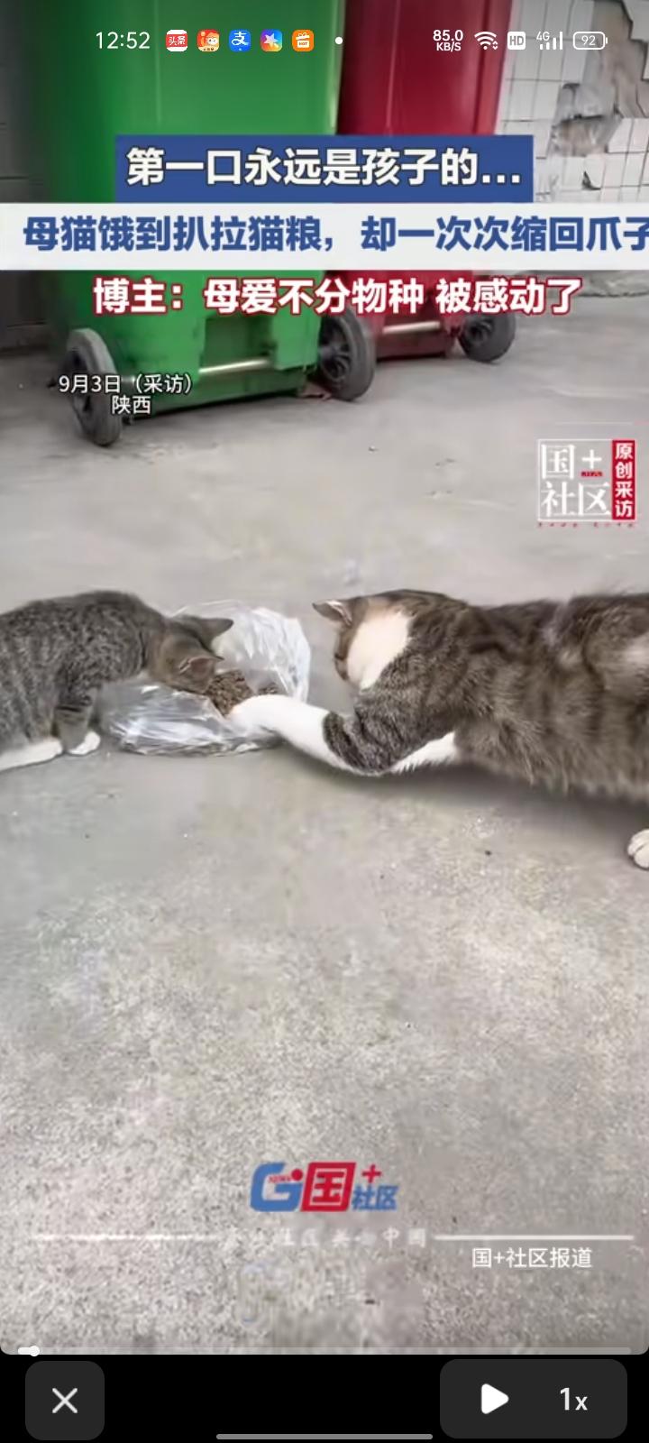 9月3日，陕西渭南。网友发视频称，小区里有两只猫，喂了一个月左右，平时喂猫的时候