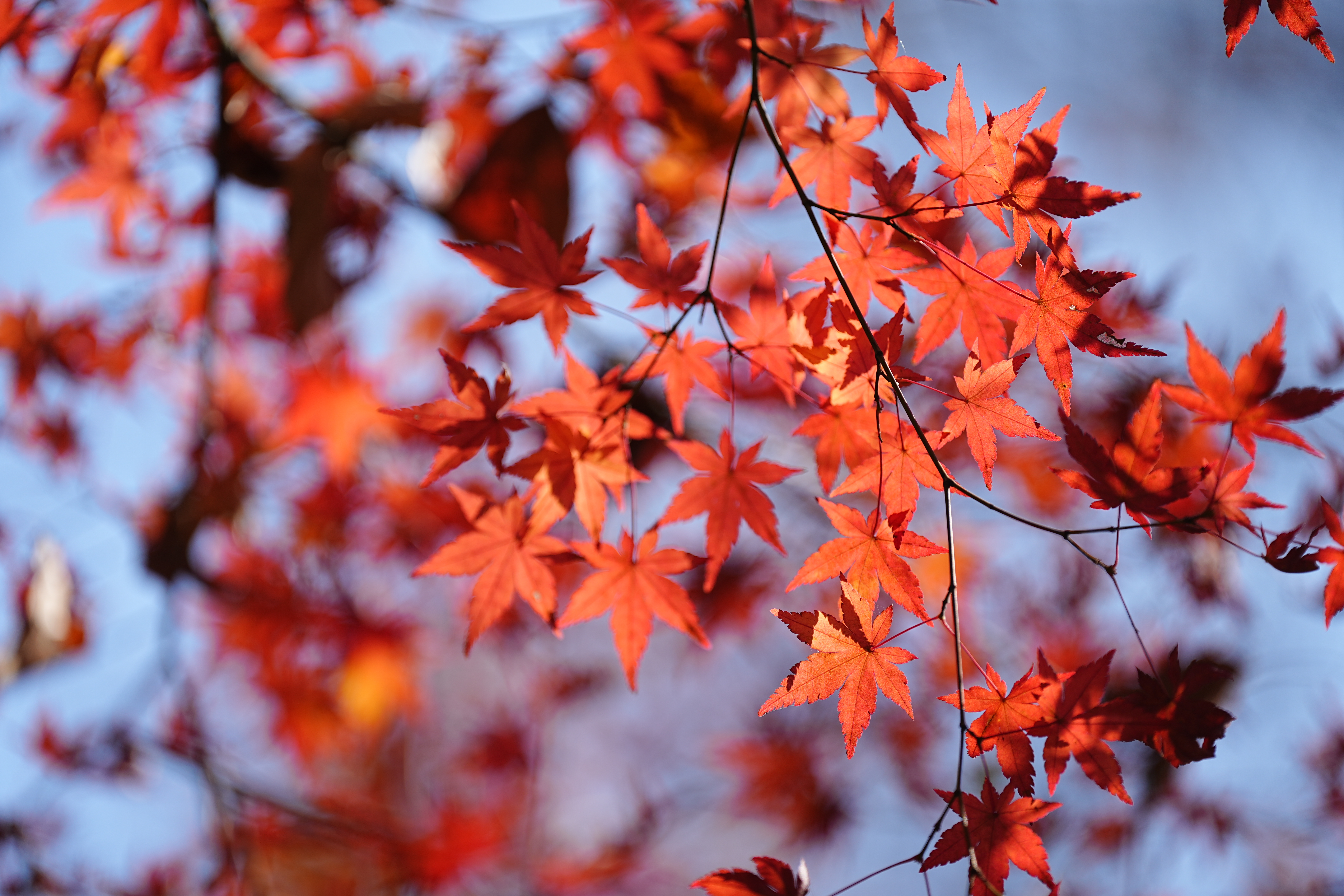 要说唯一遗憾就是下季度展望不是足够性感。。。略略打赢预期，不过已经足够说明问题了