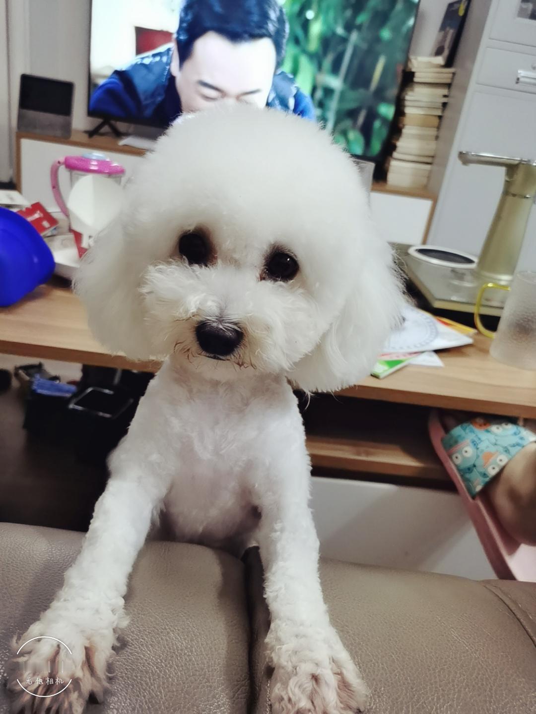 为狗追凶不是不可以，这是个人的行为，不理解但支持，但是，一些养狗的人，很多不文明