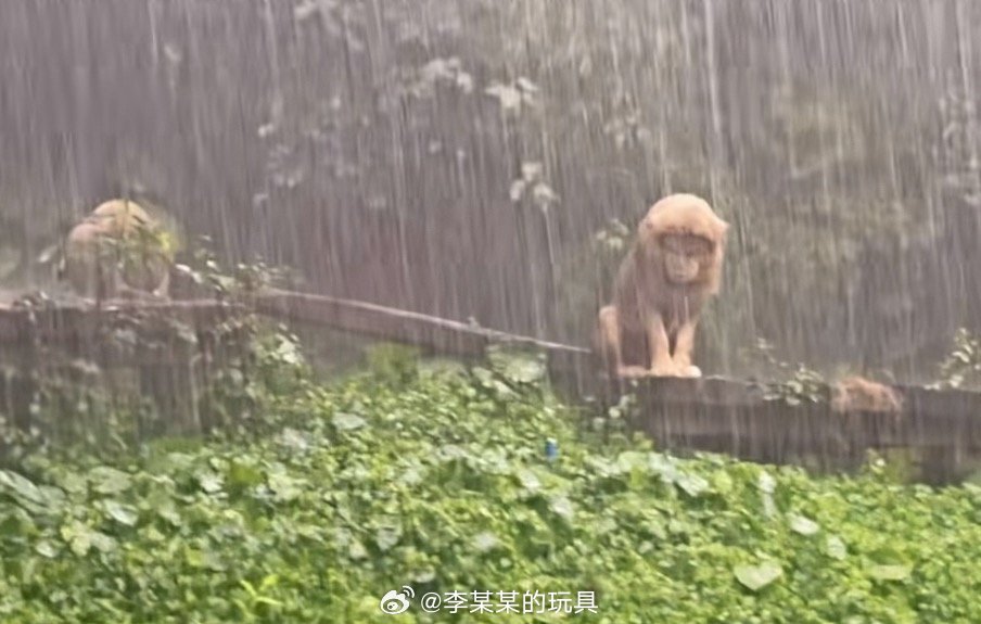 长隆动物园狮子被雨淋成齐刘海广州暴雨，长隆这个狮子火了…感觉它可能有啥心事，就想