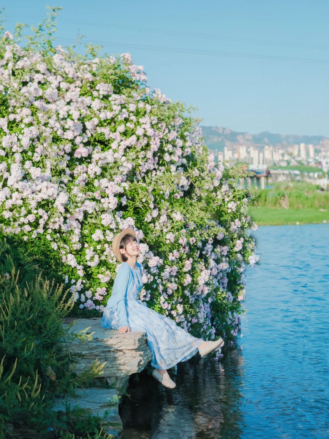 99%的人不知道‼️青岛“小洱海”蔷薇花开如瀑