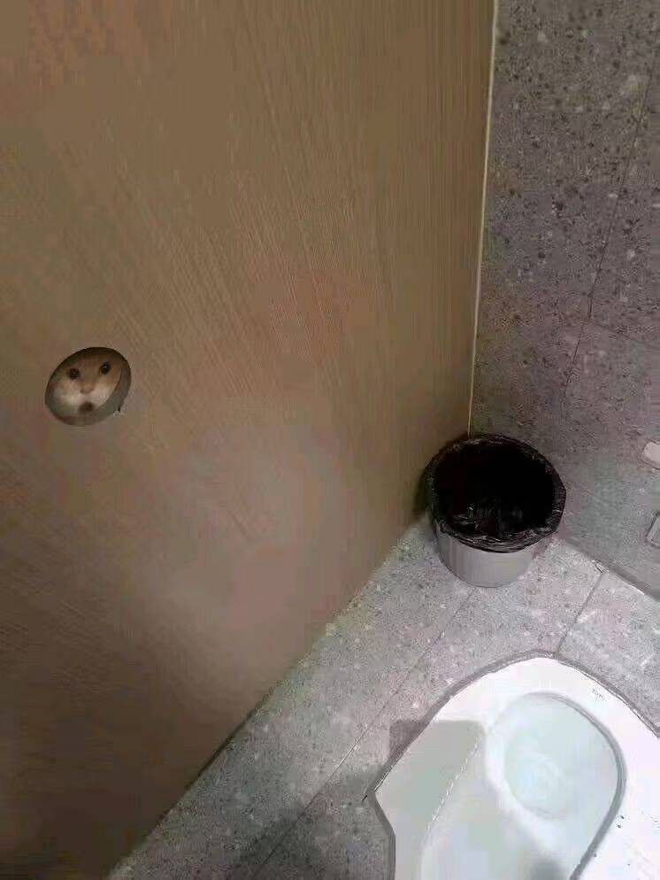 大家有这个猫猫相关的表情包可以发给我吗？非常谢谢！ ​​​