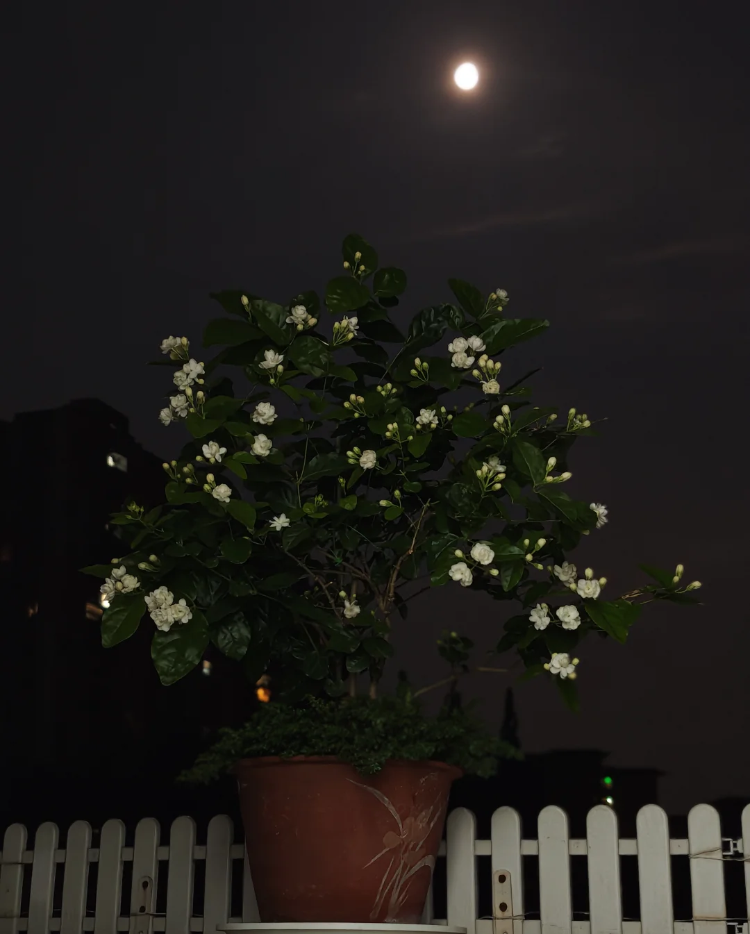 “唯一纯白的茉莉花，盛开在琥珀色月牙”