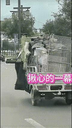 小猫小哥哥开车出门办事，一路上顺顺利利。
路过城乡马路时，看到一辆三轮车，上面架