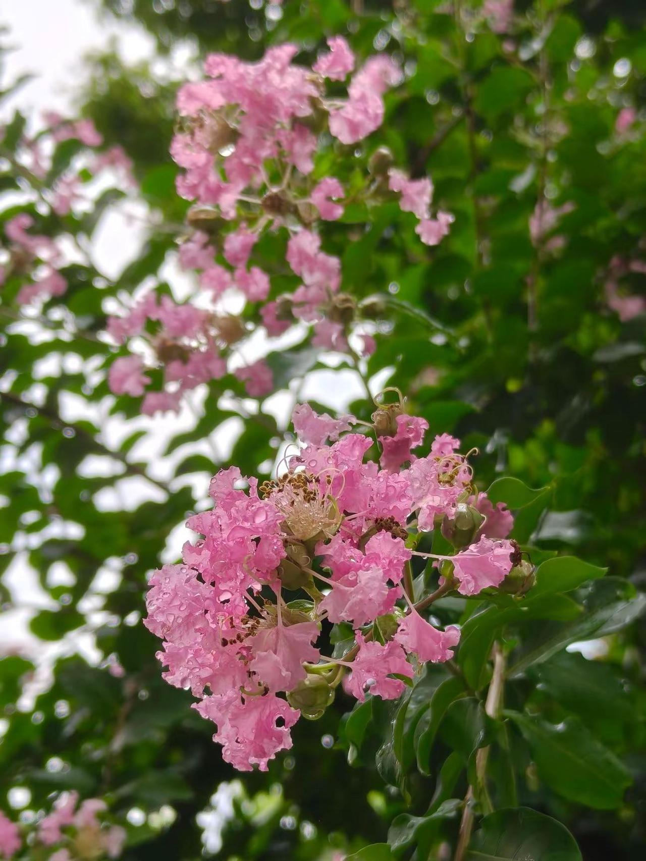 雨后的紫薇花晶莹剔透 拍花治愈系 花开花落皆是诗 自然花卉
