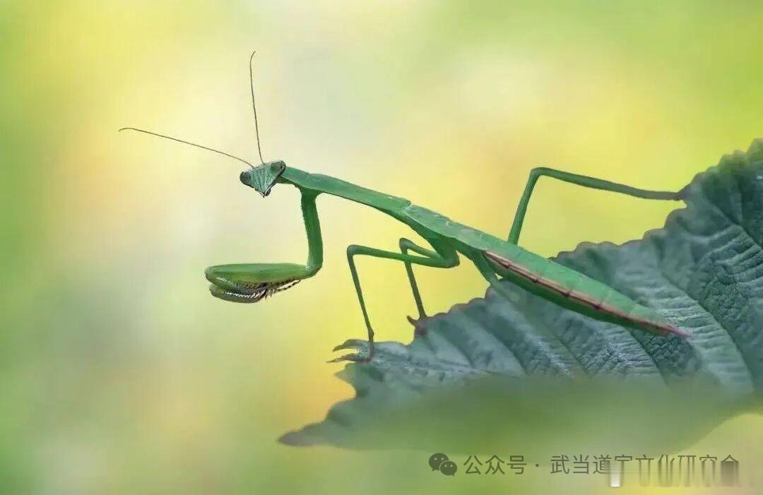 传统文化│二十四节气：芒种2026年6月5日农历四月二十日（芒种）芒种，是二十四