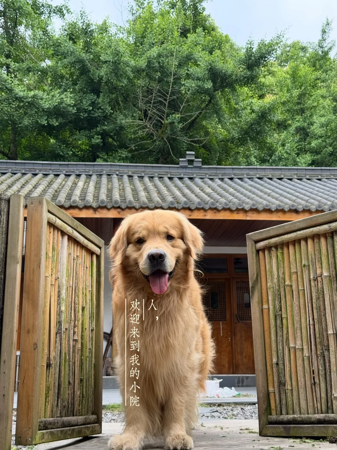 成都1.5h，不要一分宠物清洁费的独立小院🀄️