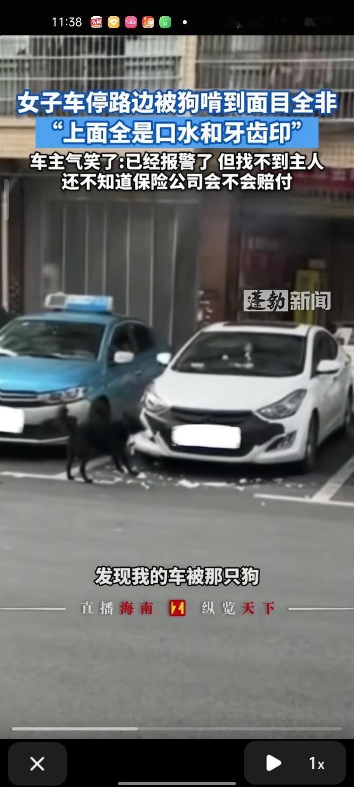 10月1日，湘西州吉首市。网友发视频称，自己把车停在路边遭狗啃咬，车上不少部位被