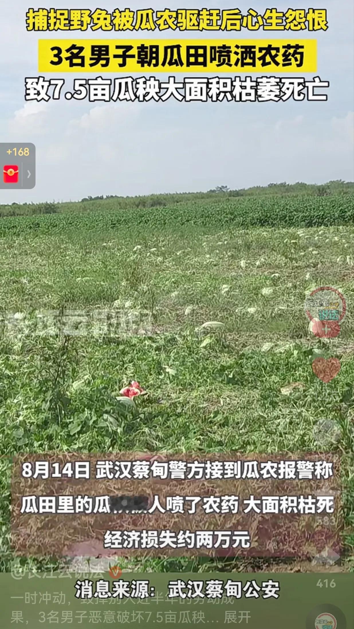 戾气太重了！3名男子在瓜地里捕捉野兔，瓜农发现后，立刻驱赶他们，事后3名男子心生