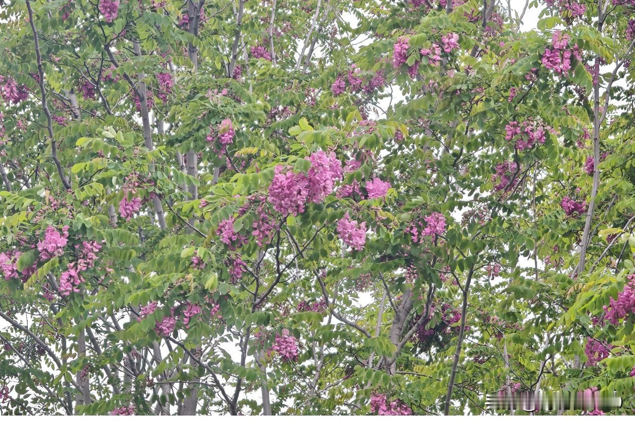 生活中，很多树上开的花美得让人惊艳。就像福州林浦村的苦楝树，四月盛花期时，点点紫