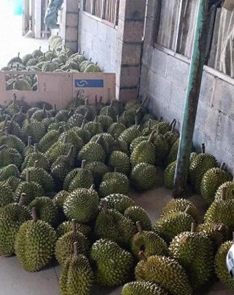 赚中国人钱毒害中国人！越南榴莲在中国曾一年狂赚30亿，但他们不好好种水果，却在果
