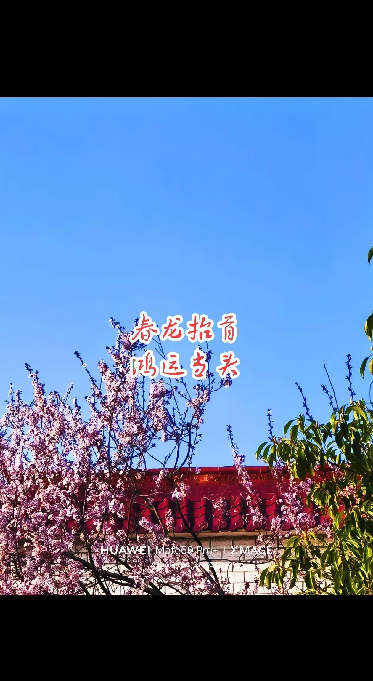 2026年03月20日。荆州·夹竹园·阴·8～15℃农历丙午年 二月二龙抬头 春