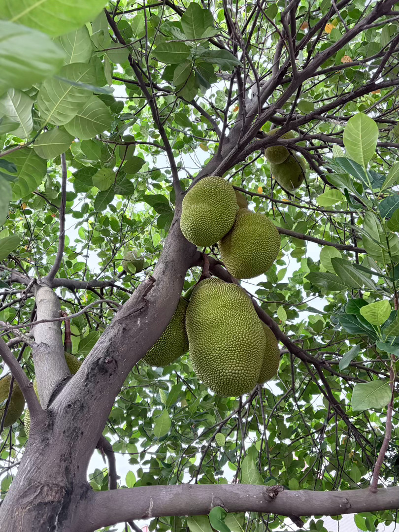 某人：菠萝蜜掉下来砸到人，算什么？我：算天谴。 