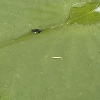 睡莲种植方法一、选择合适的水生环境：睡莲生长的环境必须具备特定条件，包括水深最好