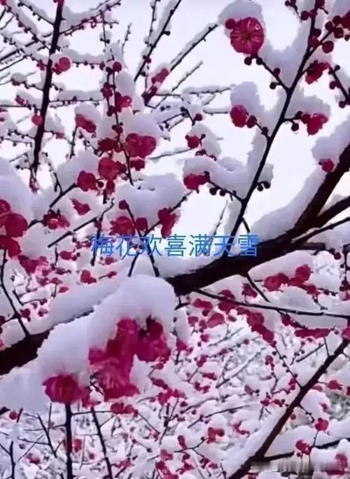 #上联:秋雨无心敲落叶。请对下联#
冬雪有意压梅枝[夺冠][加油加油][捂脸]