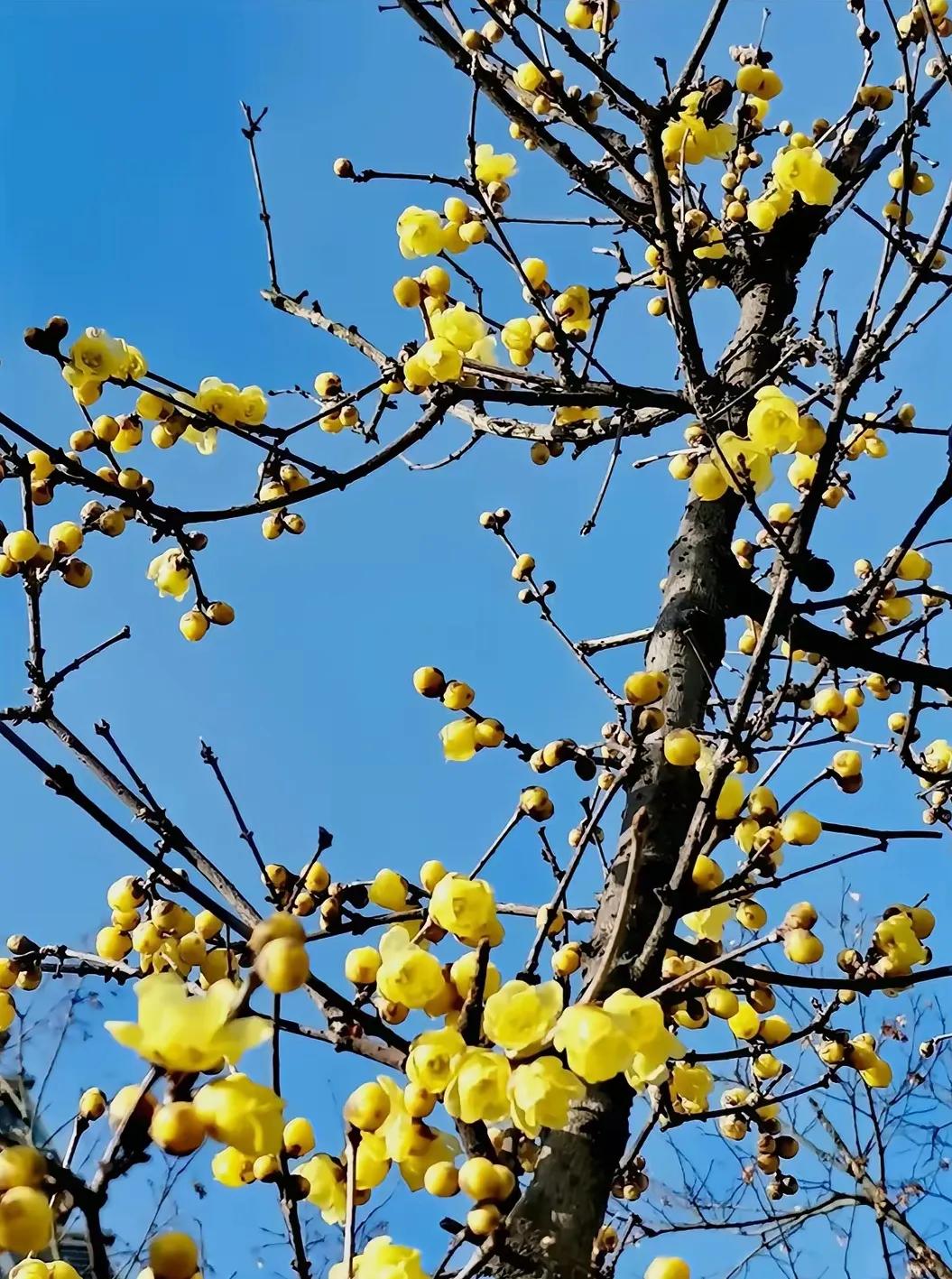 上联：？？？
下联：春意朦胧繁花开。