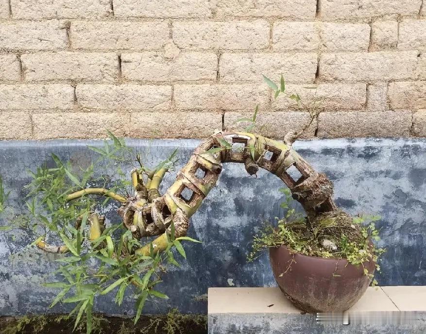 竹坚强，虽腿折脸刻字被踩，清高依旧；泥中君子，雕刻人生，努力活出真我。

图片文