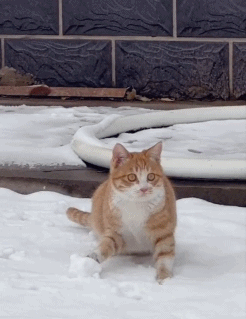 玩雪球的猫咪