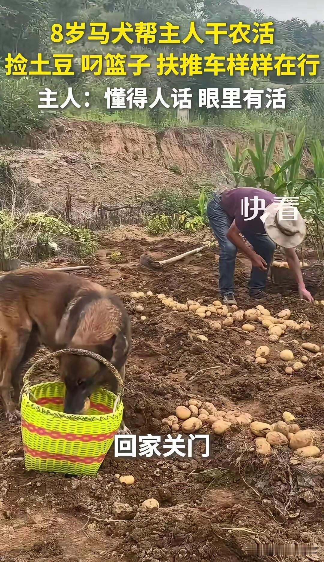 见过会干农活的狗狗吗，这只八岁的马犬简直成了家里的得力小帮手。
 
地里收土豆的