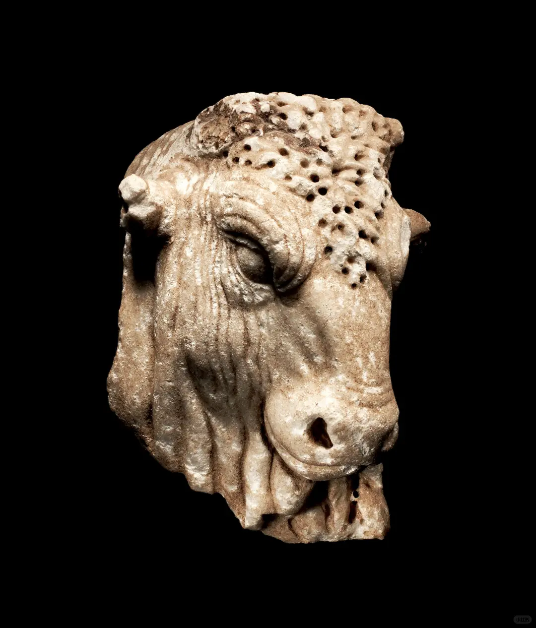 A Roman marble head of a bull