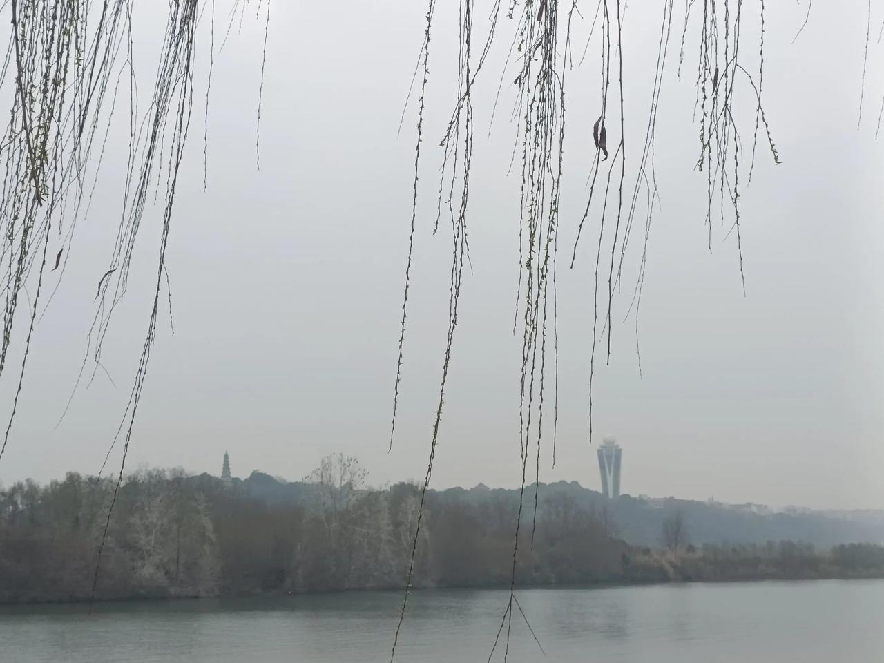 春日生活打卡季春天绵阳涪江河堤，柳树开始发芽，嫩嫩的，绿绿的，在春风荡漾下，发丝