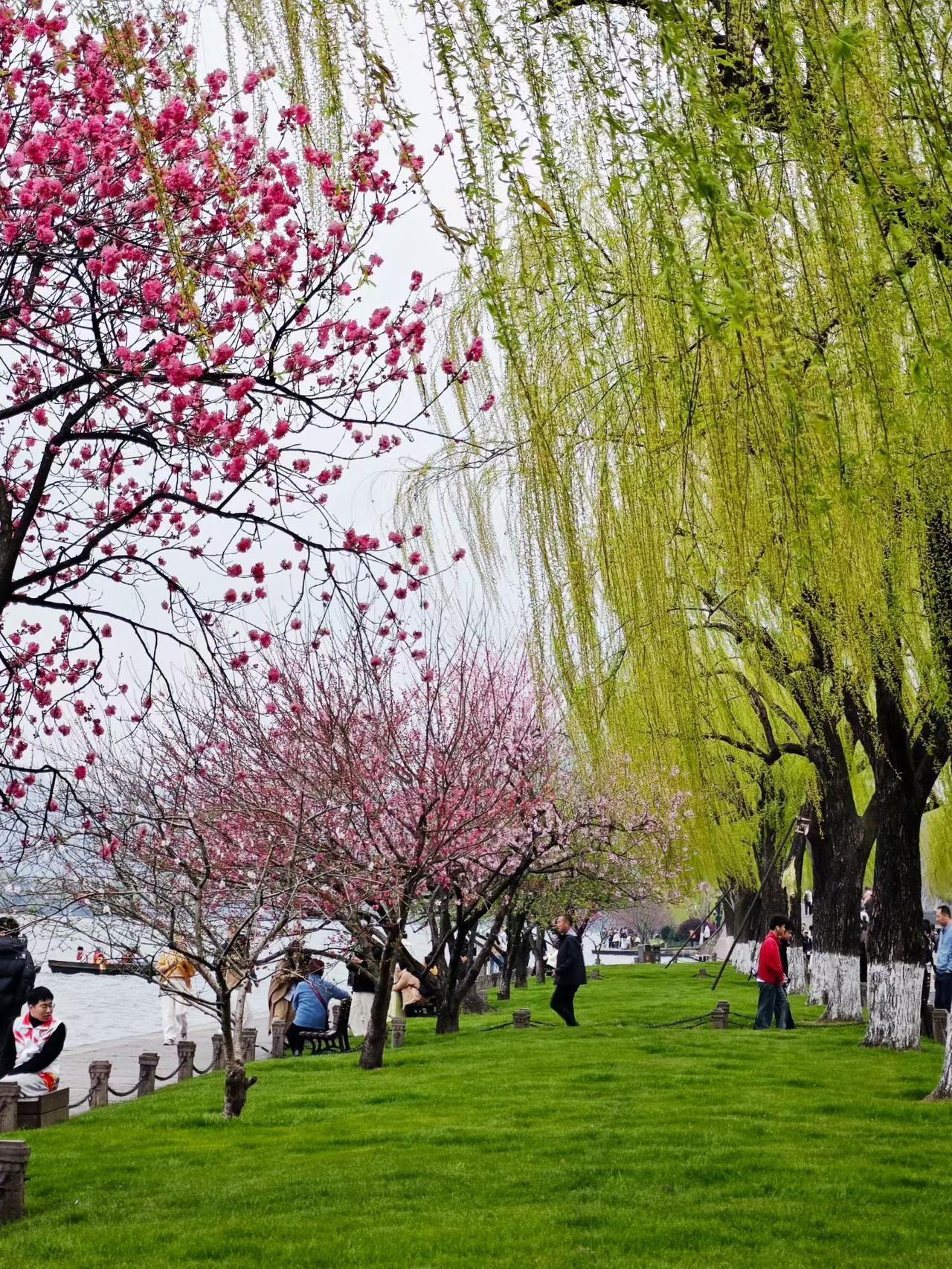 无论是宁静的湖面，
还是婀娜的垂柳。
远处的山峦，
绿树掩映间，
西湖显得更加娇