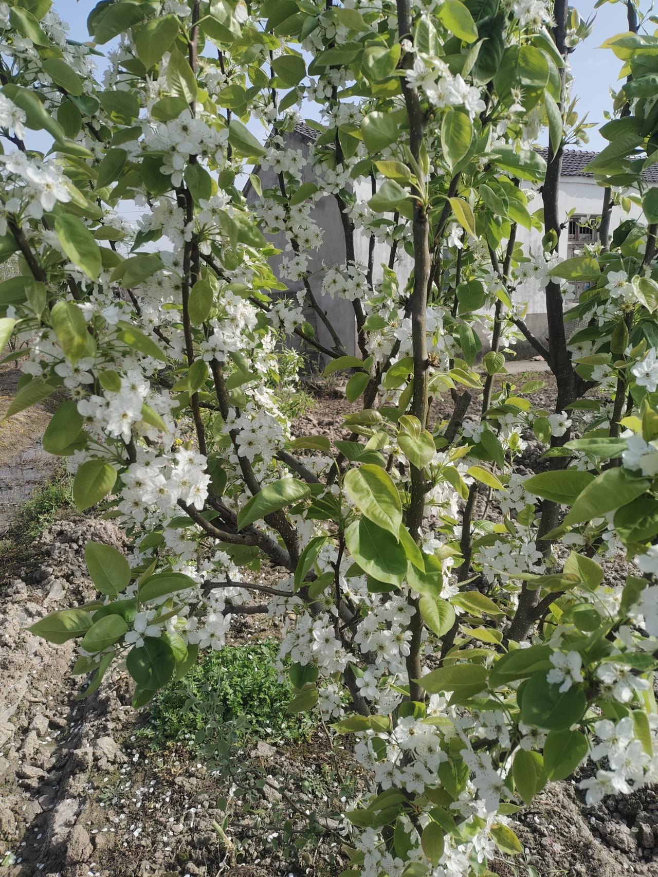 梨花
清明时节回故乡，于梨园邂逅那片梨花：
淡白的梨花，不与桃花争奇斗艳，素洁纯
