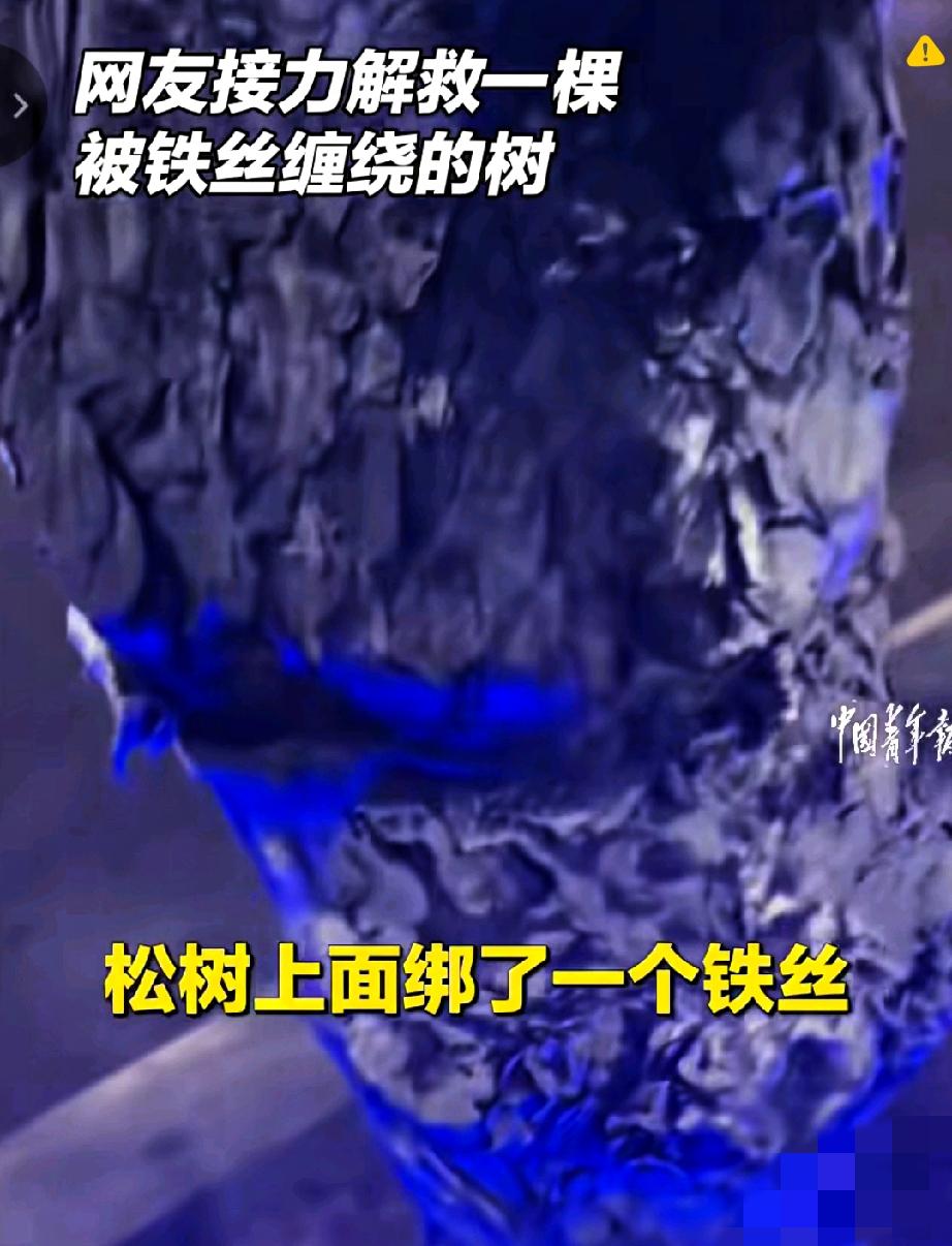 一棵被铁丝勒住的小树，竟然牵动了一群陌生人的心！

沈阳一位上班族的随手求助，开