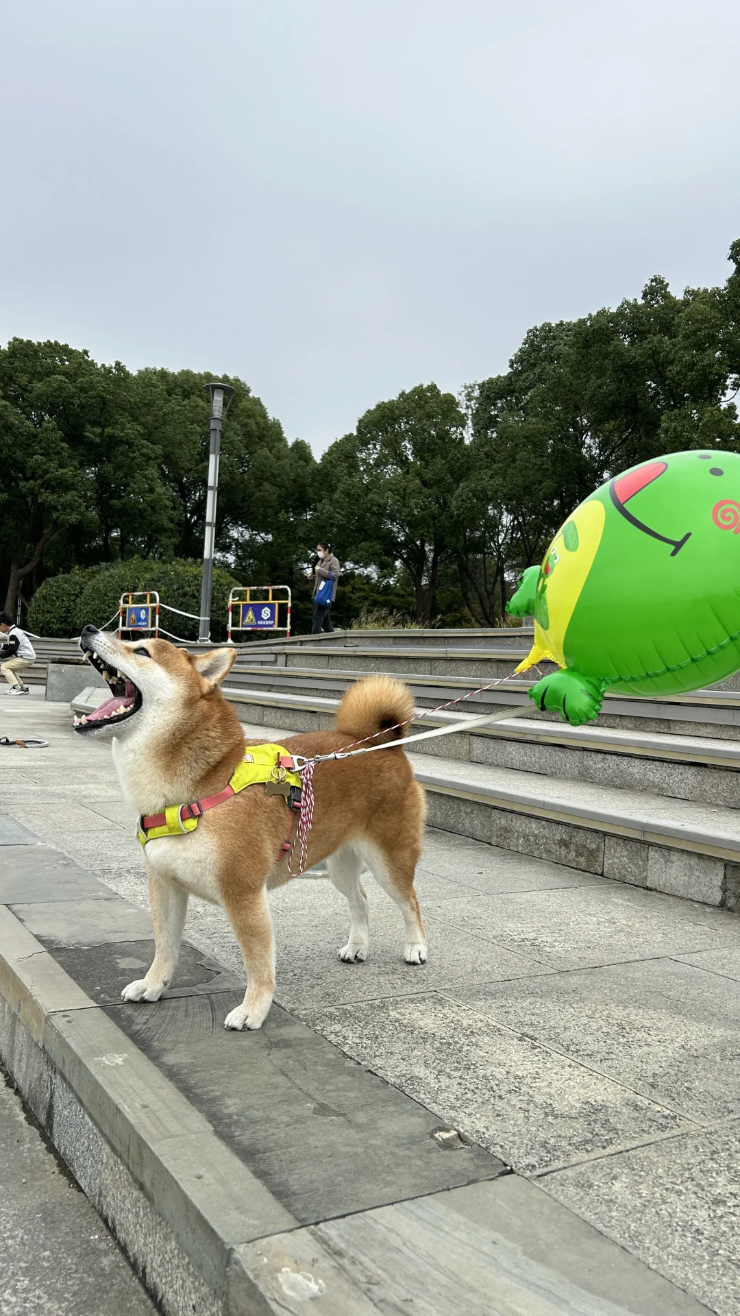 我粑粑给我买了球球，你有吗