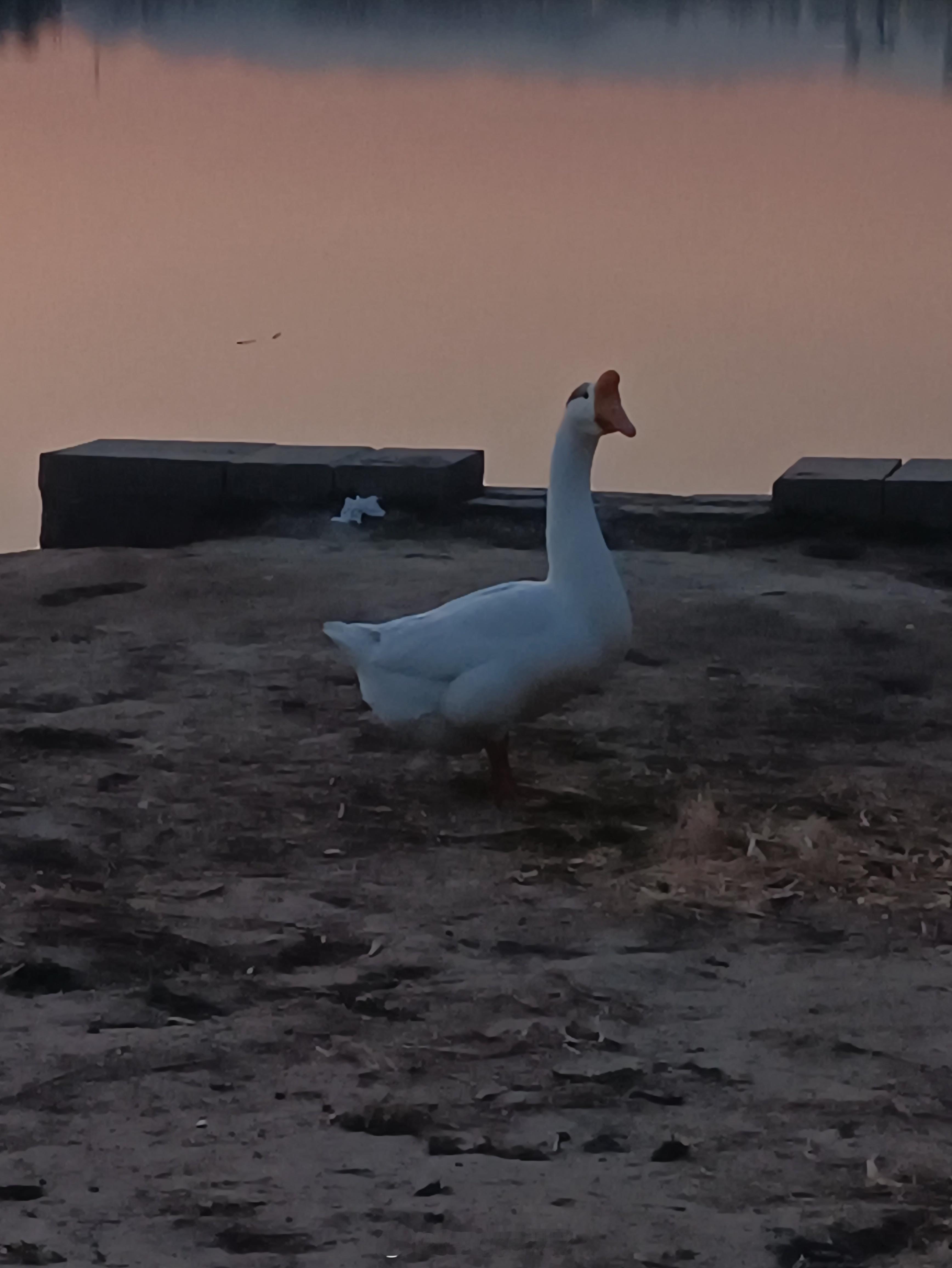 什么鸟？  ​​​