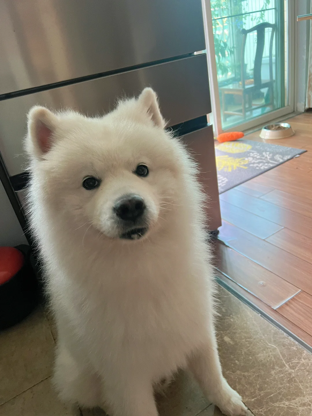 小狗可可爱爱