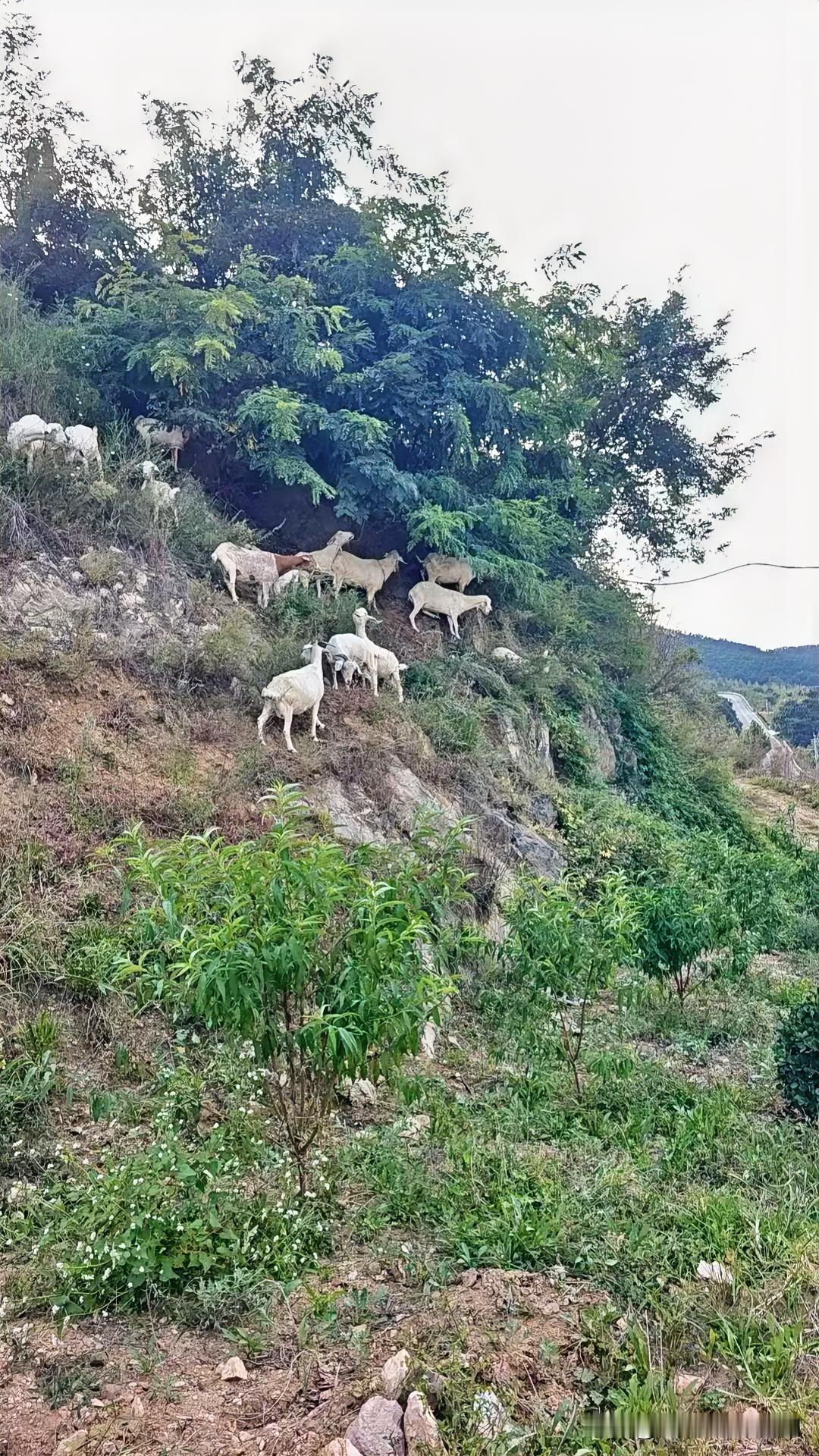 秋日生活打卡季一群🐏儿在山坡上自由自在的寻食🌿，样子超级可爱！太有烟火气了，