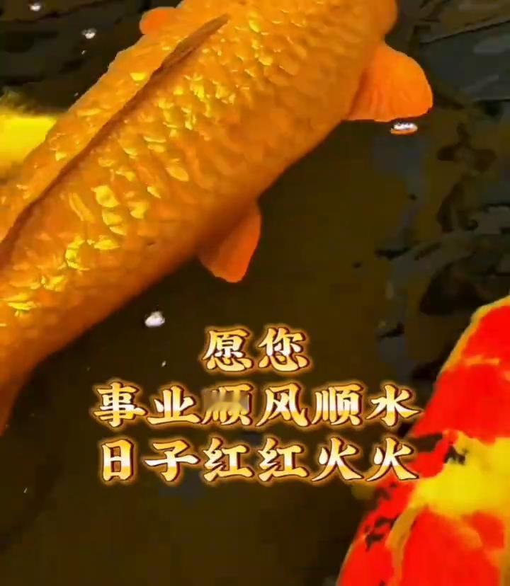 锦鲤身披黄金甲，财源滚滚到你家。愿你事业顺风顺水，日子红红火火，前程似锦，心想事