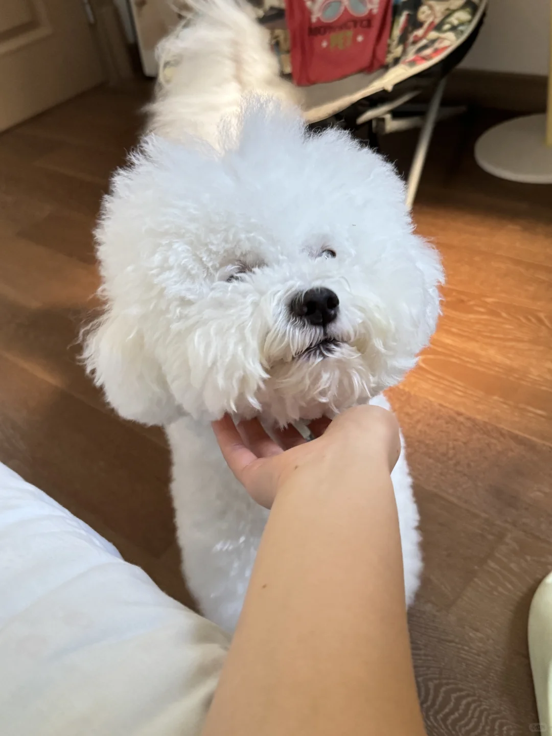 每天一睁眼就看到这个小东西