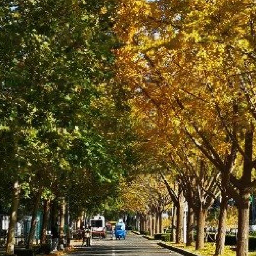 北京东外大街一半夏绿一半秋黄 我觉得这种种树的阵列手法，如果用于大地块楼盘的社区...