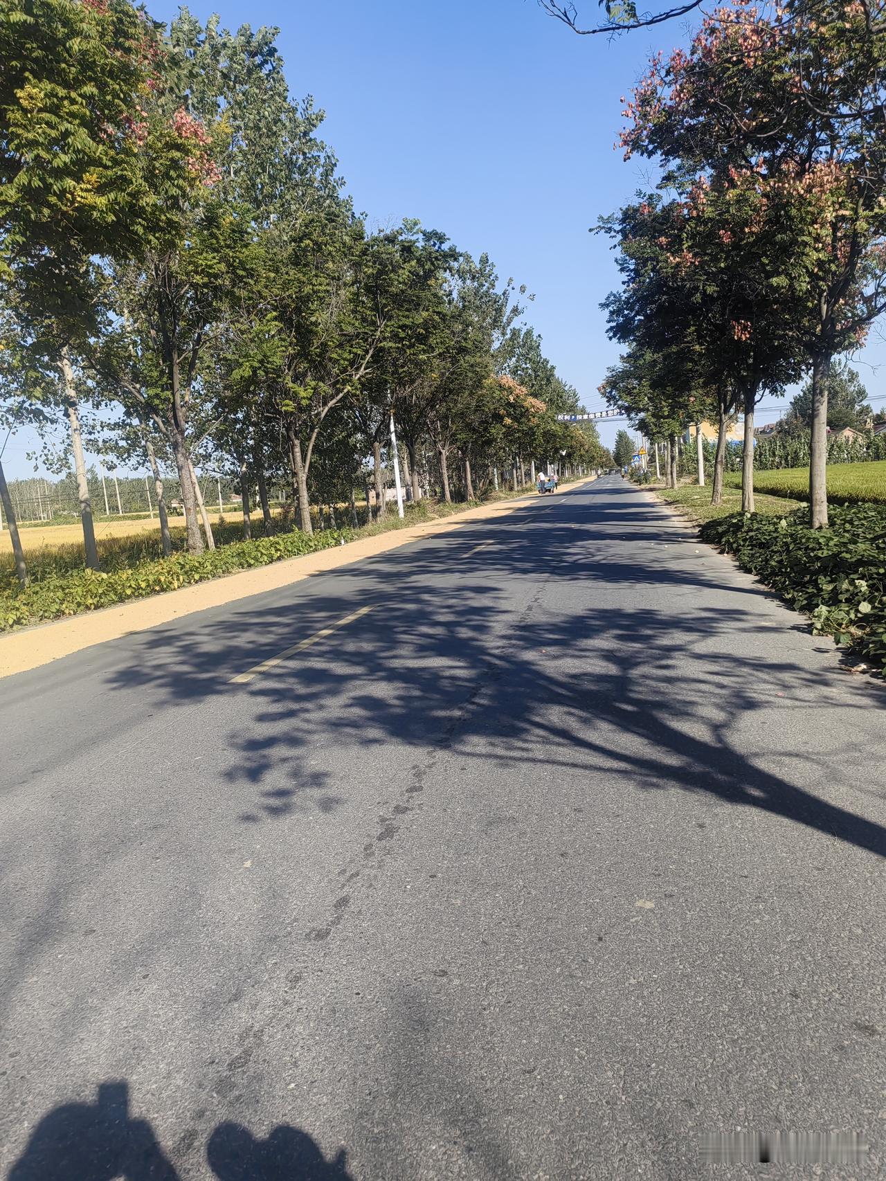 公路上打谷晒粮是交通管理的“牛皮癣”，不过这种现状今年有所改善，下面图片是本人在