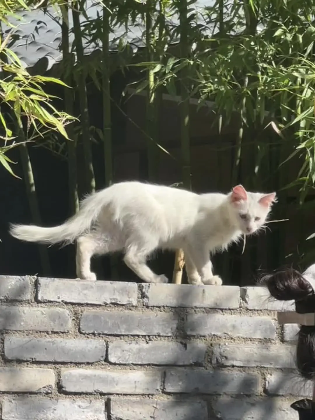 云想衣裳花想容