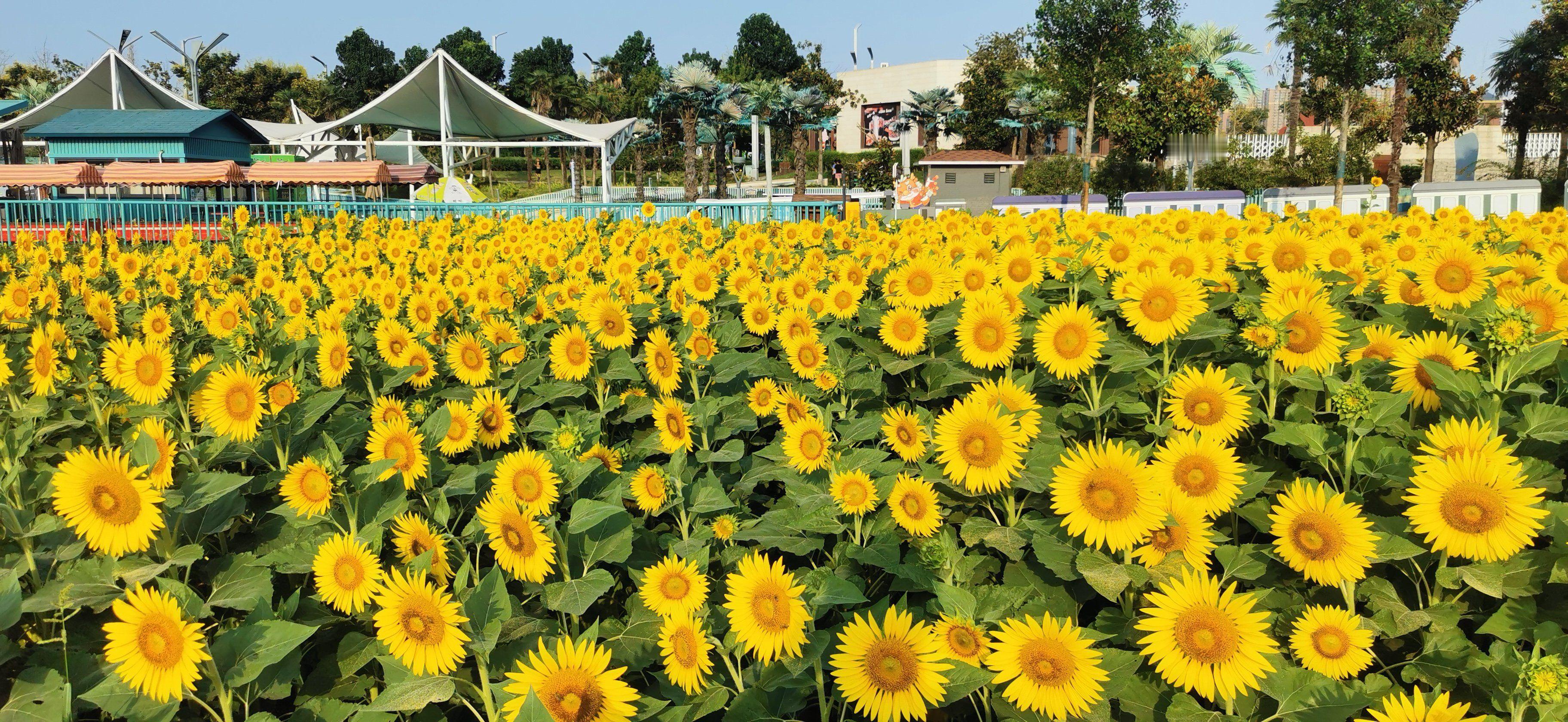 【调整不是坏事，它是卓越公司的肥料】牛股票都有一个特点，需要长期资金要买够筹码作