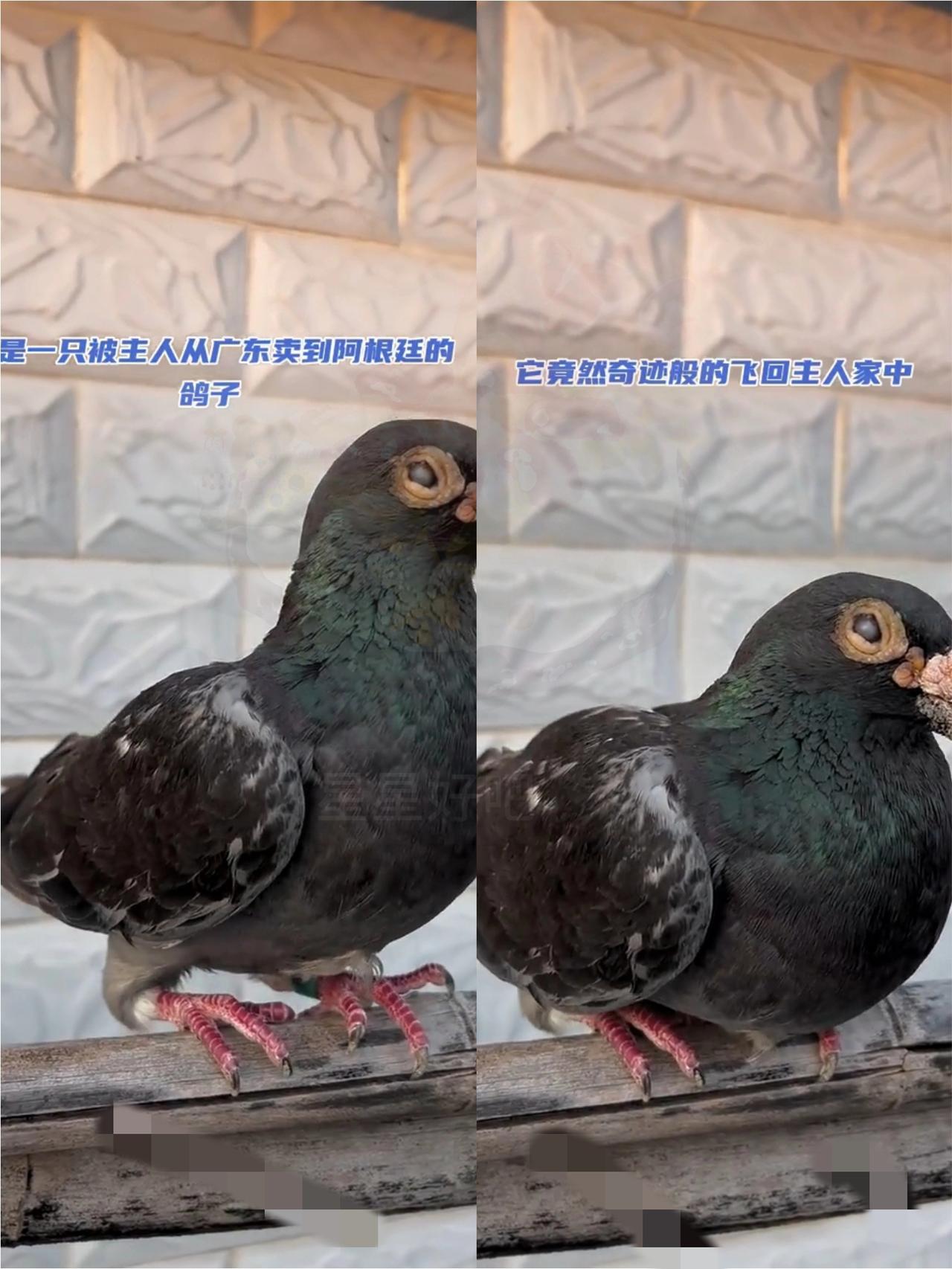 谁能想到啊！一只被卖到阿根廷的广东赛鸽，居然硬生生飞了一万公里、熬了两年，自己落