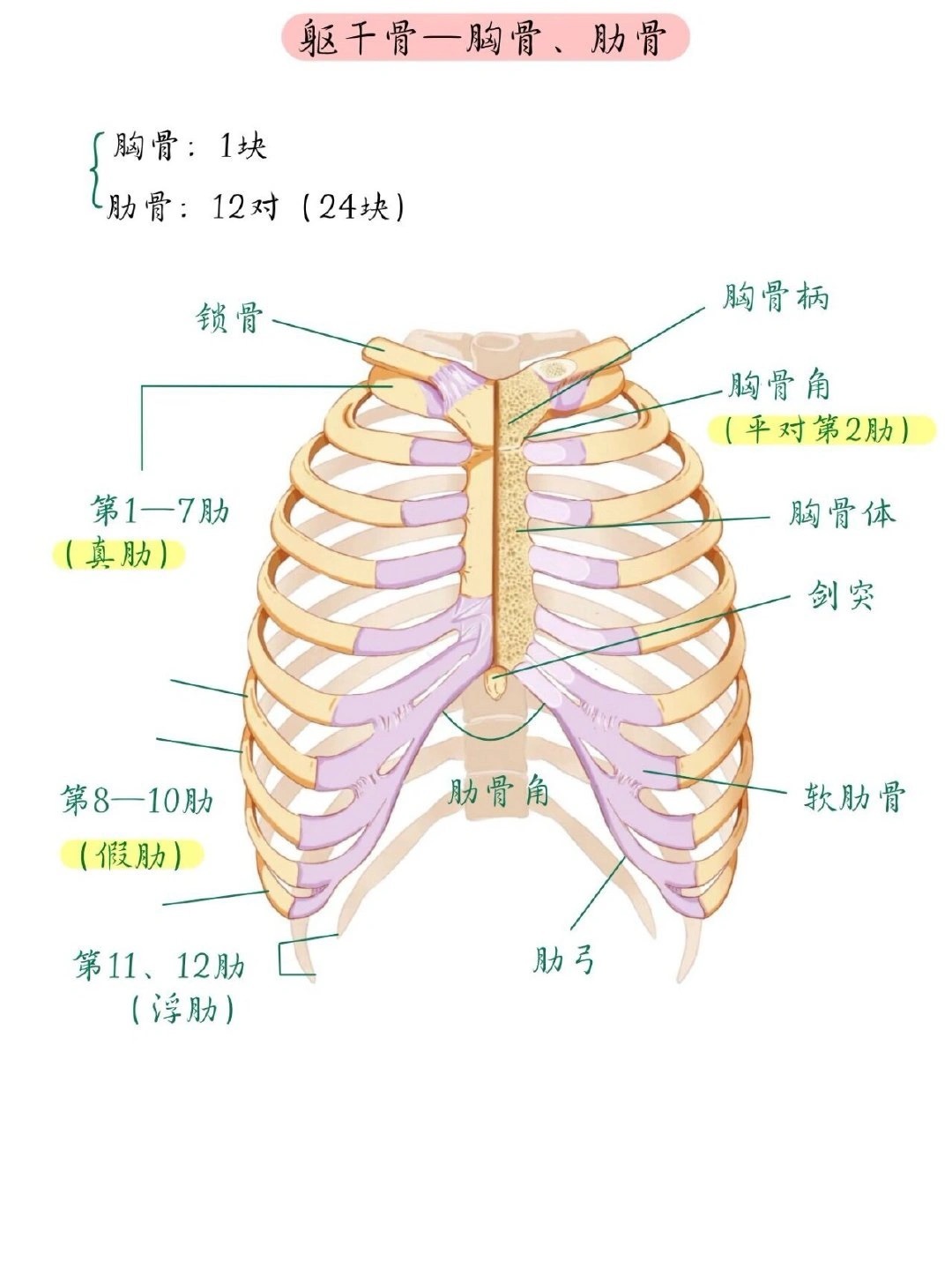 终于有人把人体206块骨骼说清楚了 ​​​
