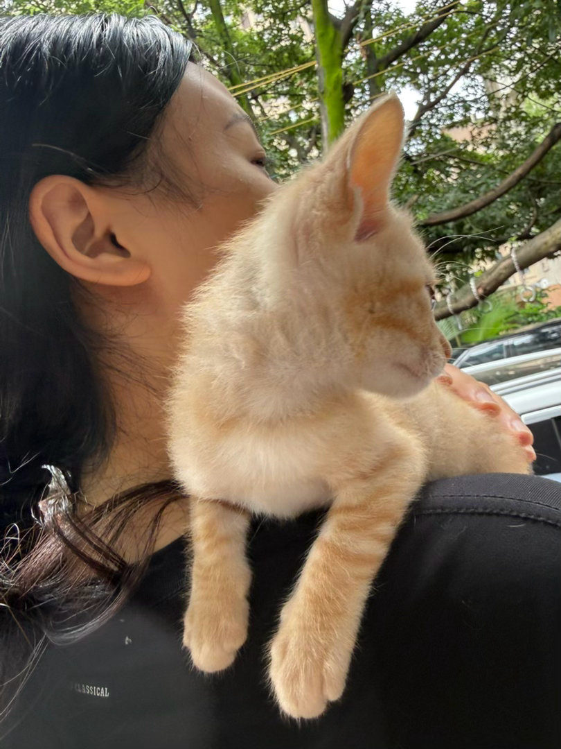 小猫实在是美好 