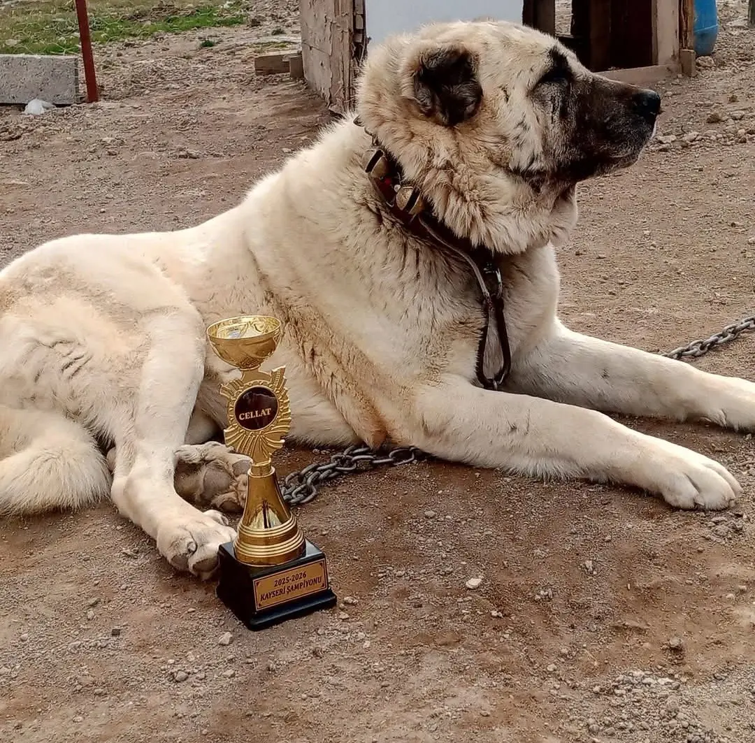 kangal