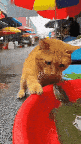 这就是“好奇害死猫”了，猫的好奇心应该是动物里边最重的了，今天在菜市场看到这只猫