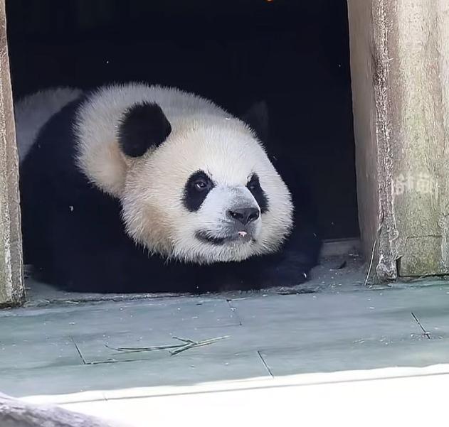 国宝就是聪明，还知道边吹空调边上班！[赞]外场阳光太强，天气开始炎热，三妹儿趴在