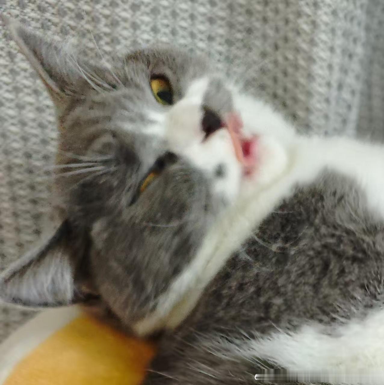 49724【丑猫】丑成啥样了我晕 